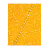 Autumn Leaf (Print Only) thumbnail