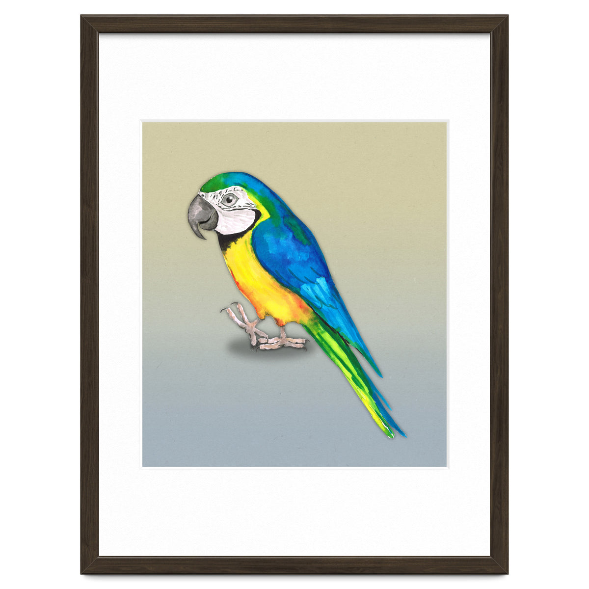 Blue and yellow macaw