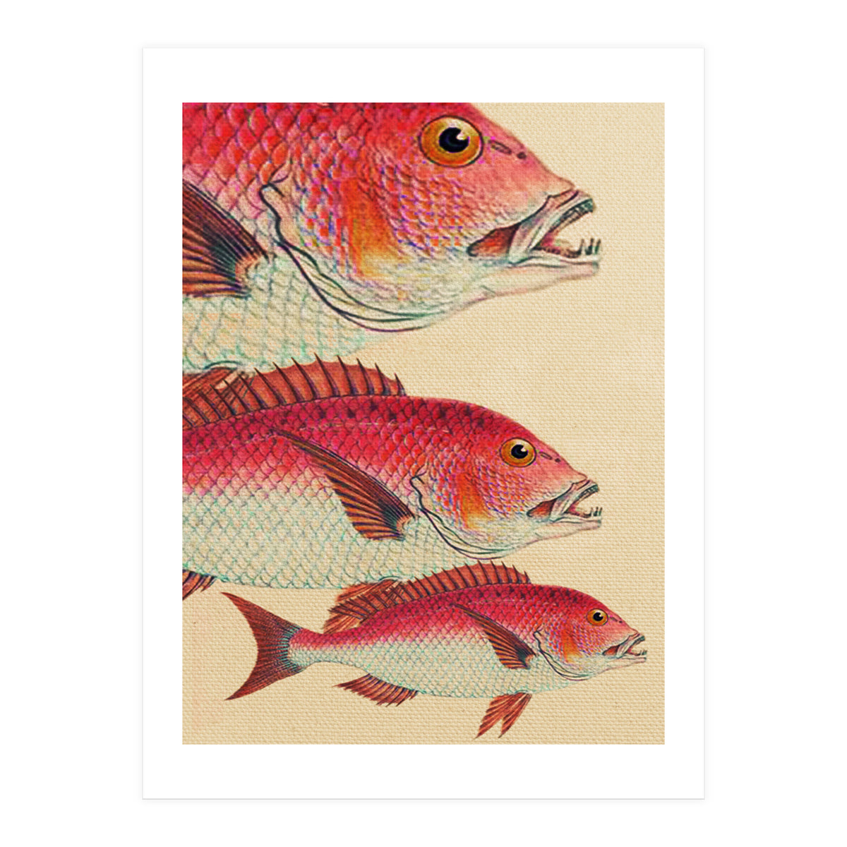 Fish Classic Designs 7 (Print Only)