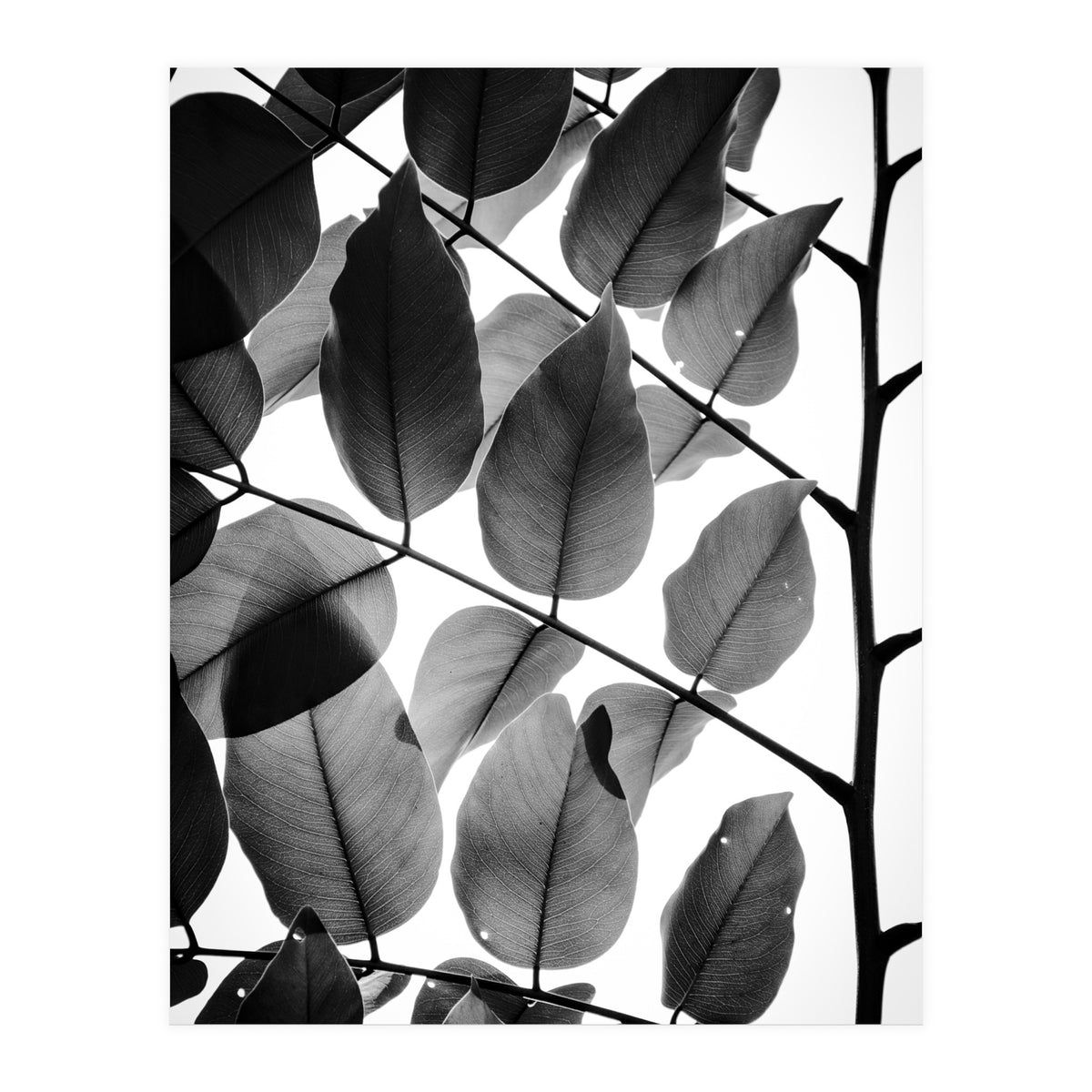 Branches and Leaves II (Print Only)