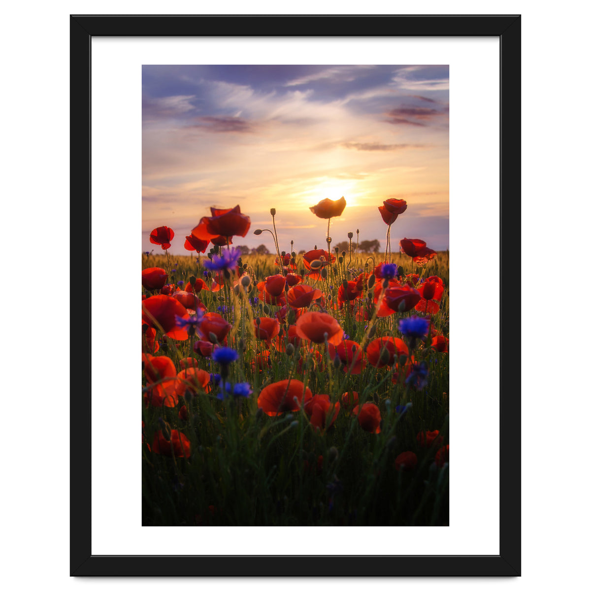 Poppiesfield at Sunrise