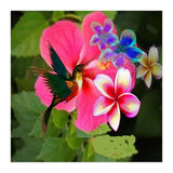 Hummingbird (Print Only) thumbnail