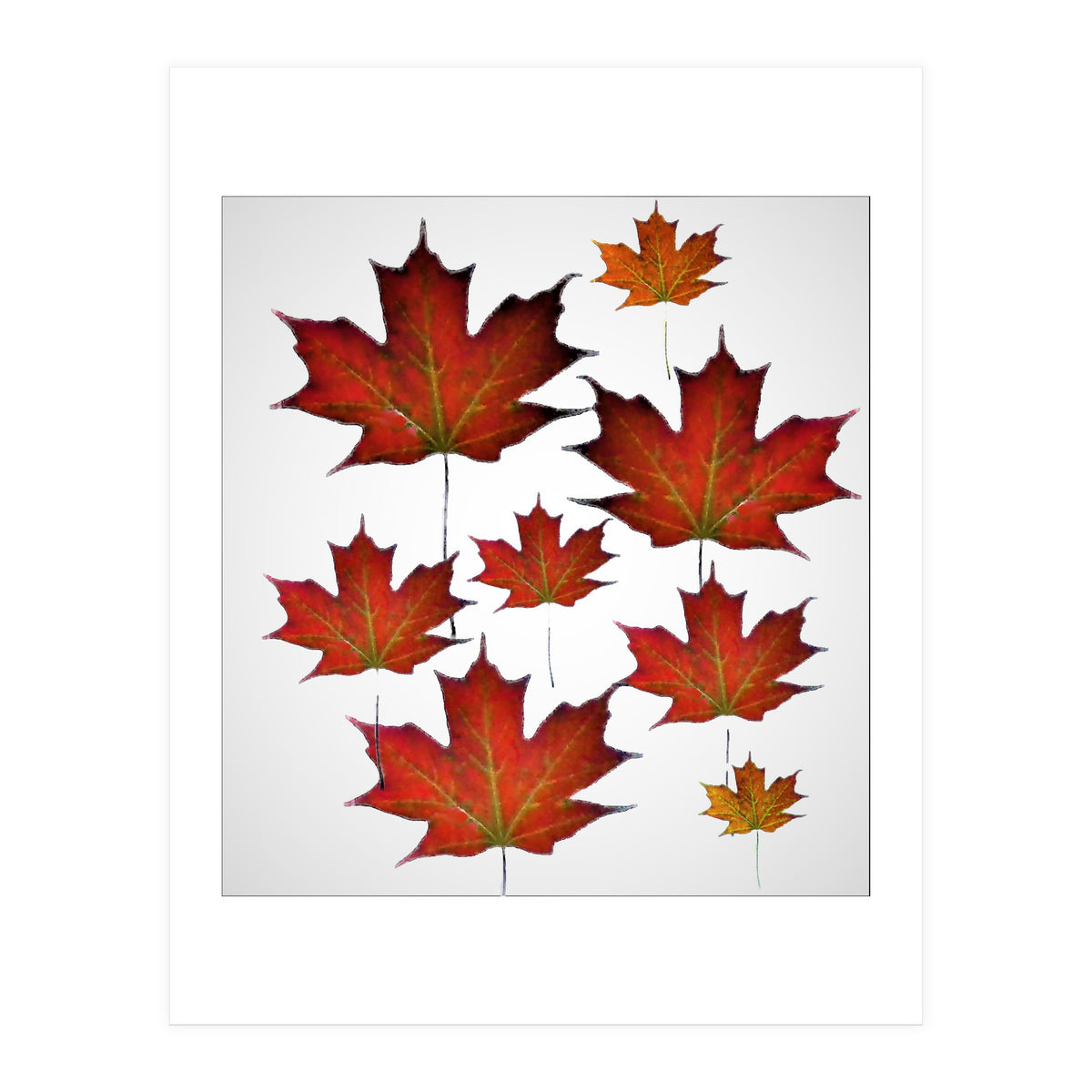 Autumn  leaves (Print Only)