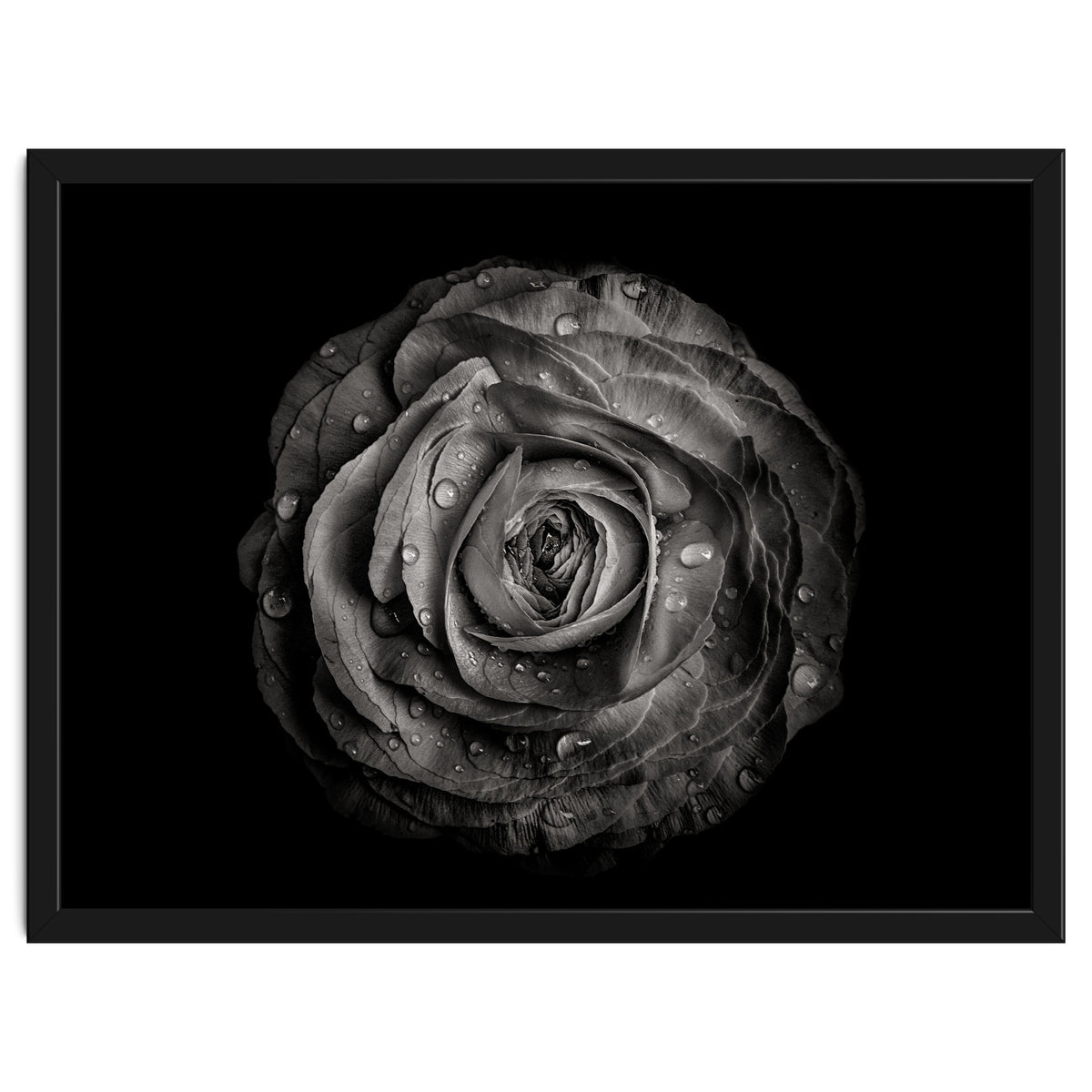 Backyard Flowers In Black And White 72