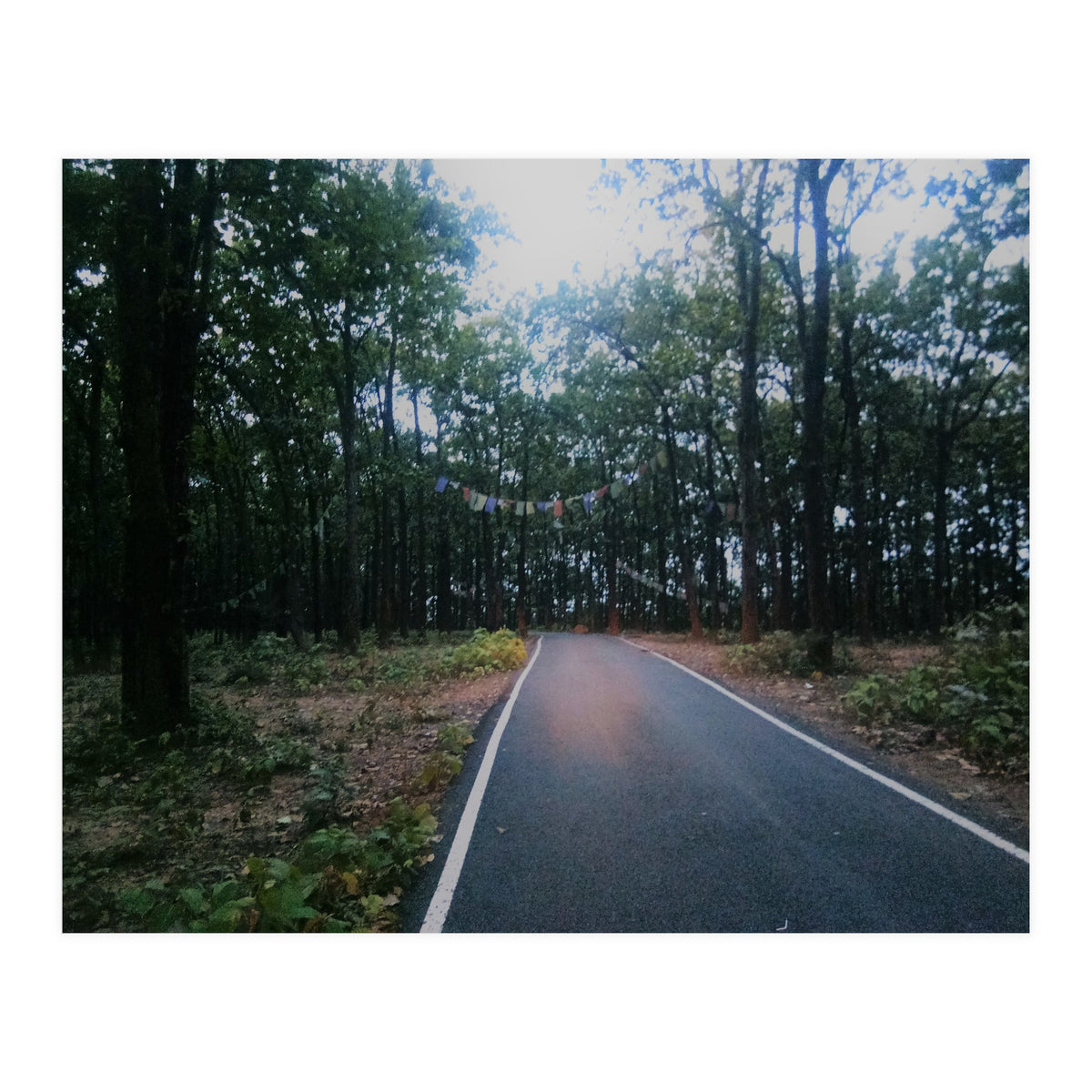 In To The Wild (Print Only)