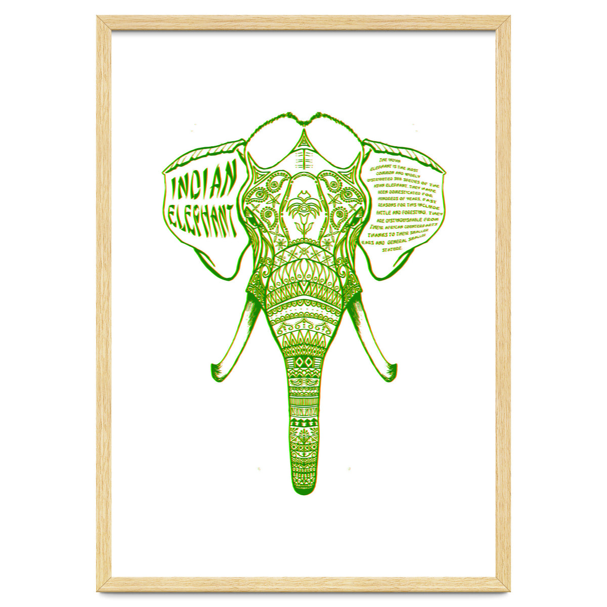 Indian Elephant