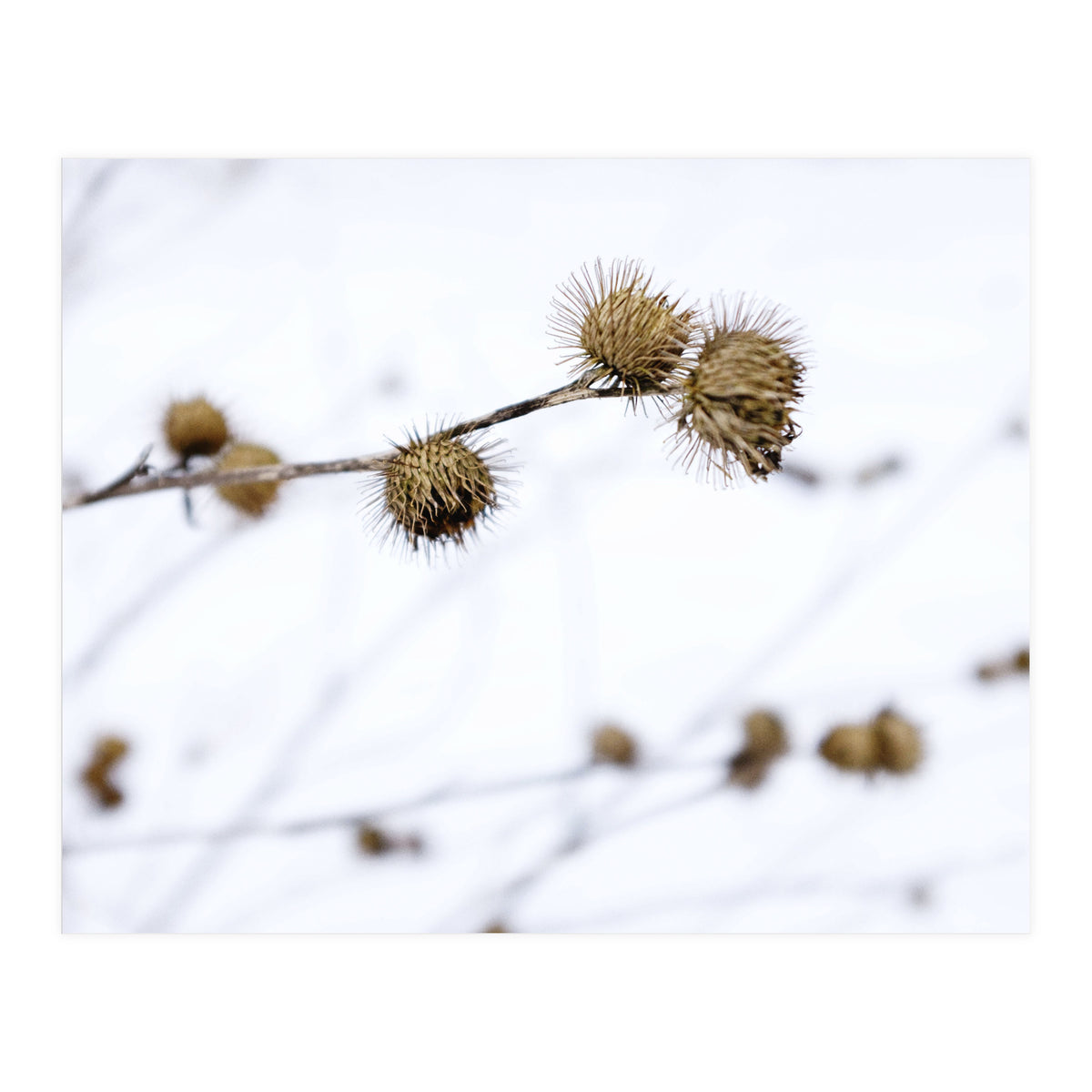 Winter Thistles (Print Only)