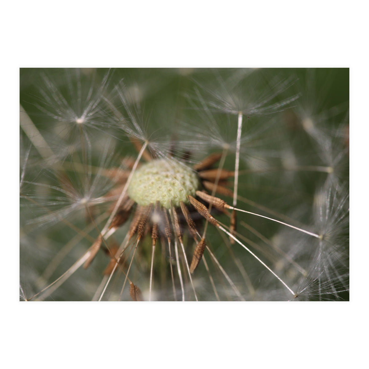 Dandelion Seeds (Print Only)