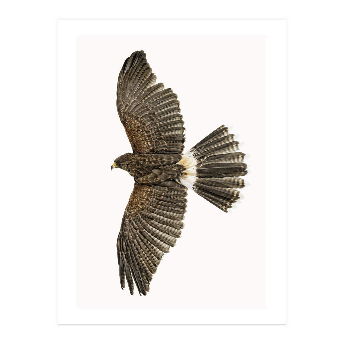 Cc Birds 09 (Print Only)