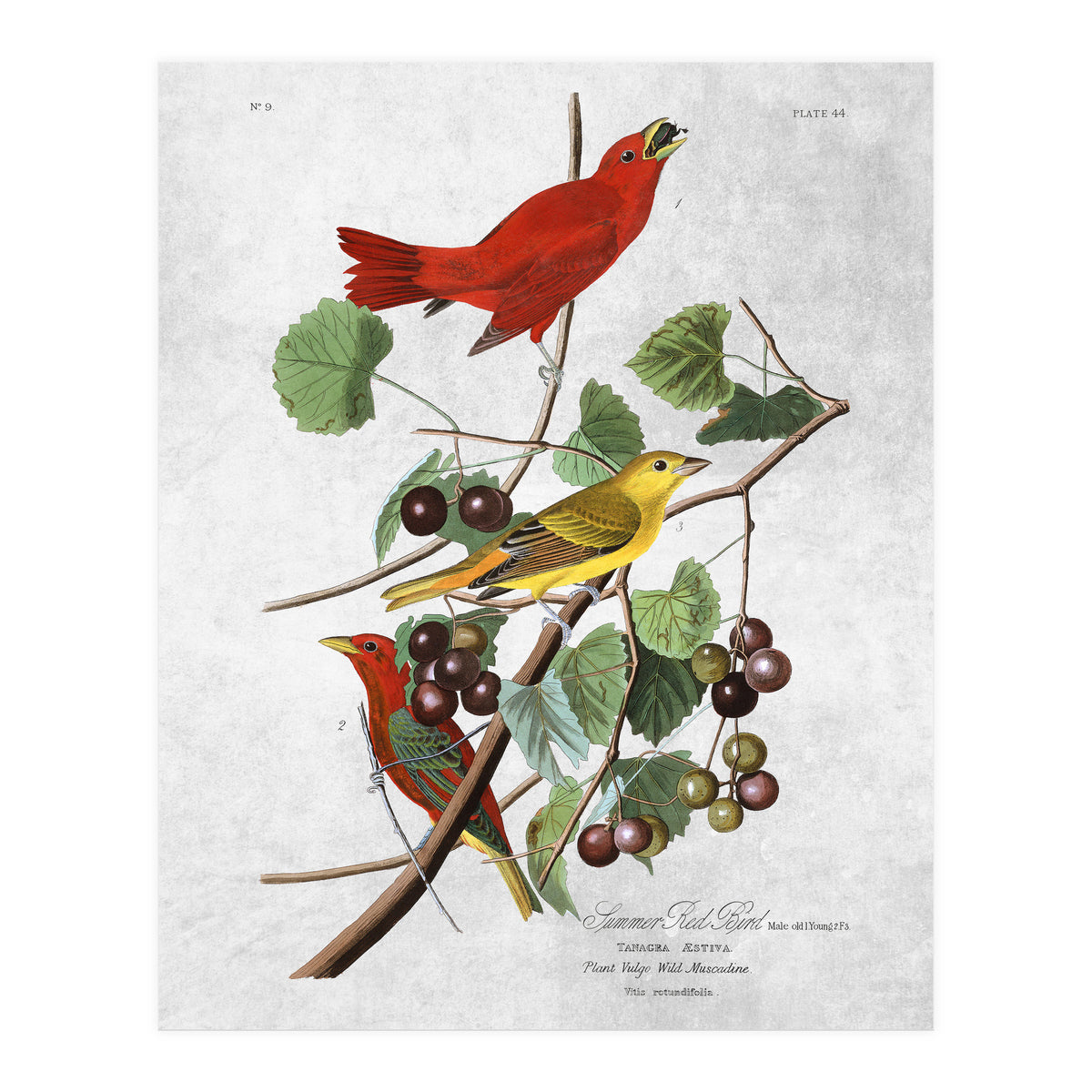 uccelli (Print Only)