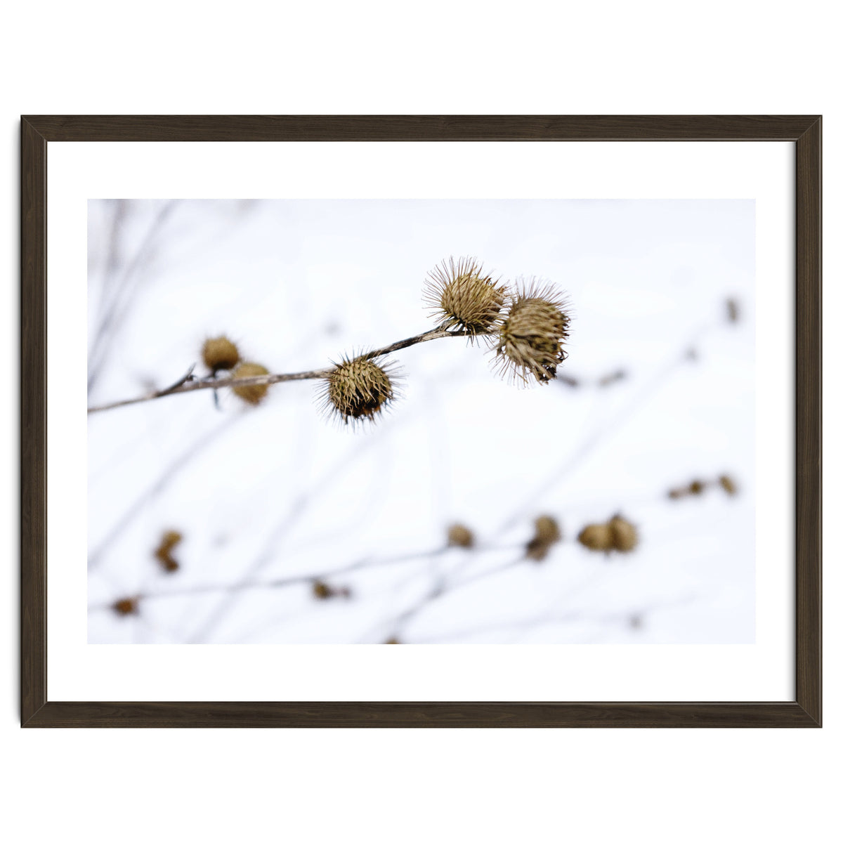 Winter Thistles