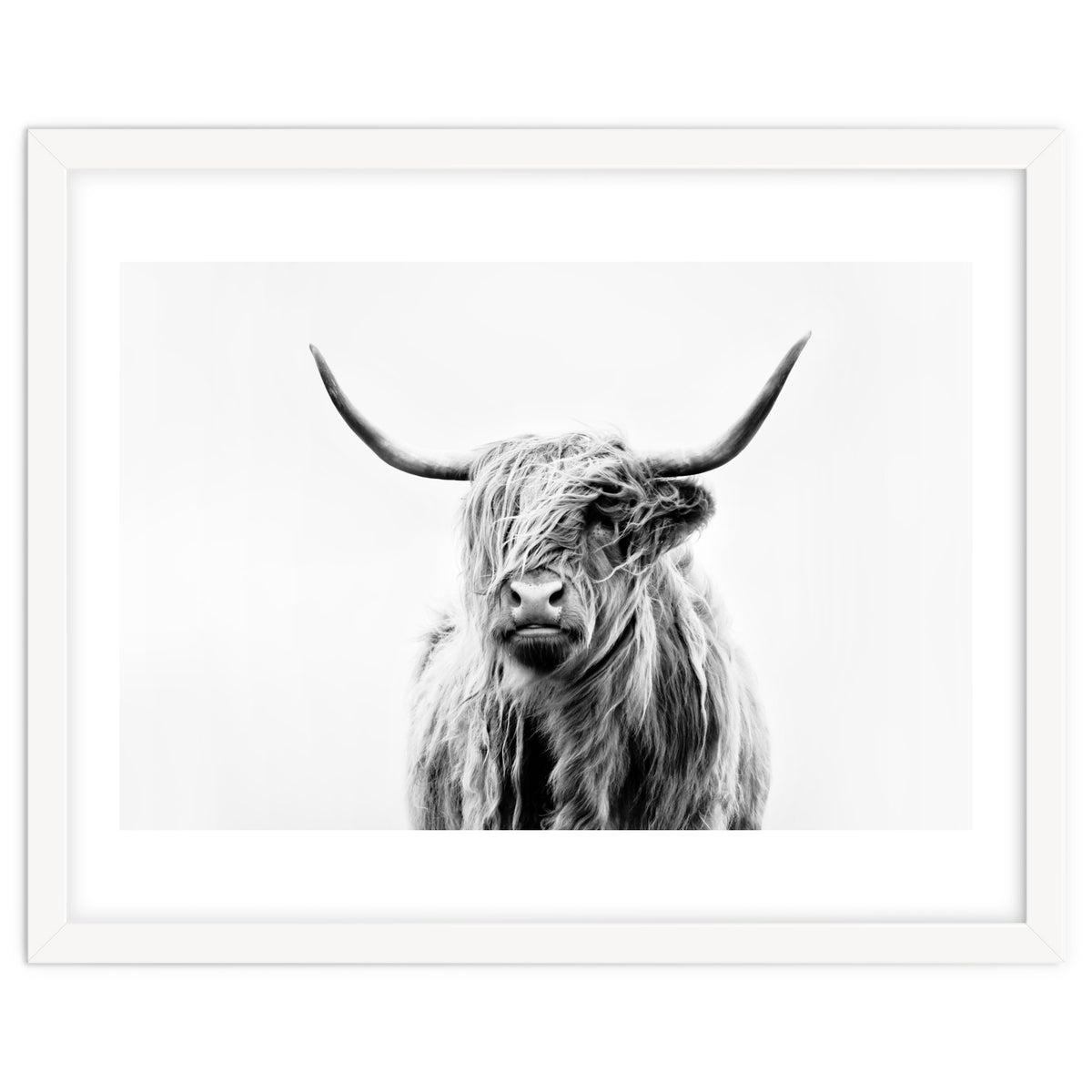 Portrait of a Highland Cow II