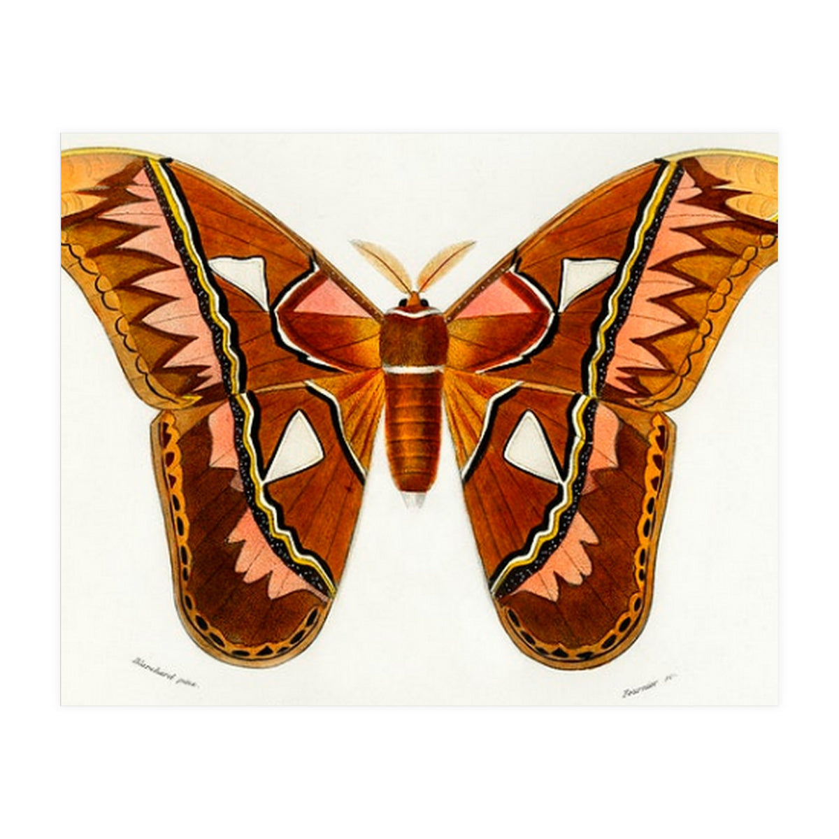 Attacus Atlas Moth illustrated  (Print Only)