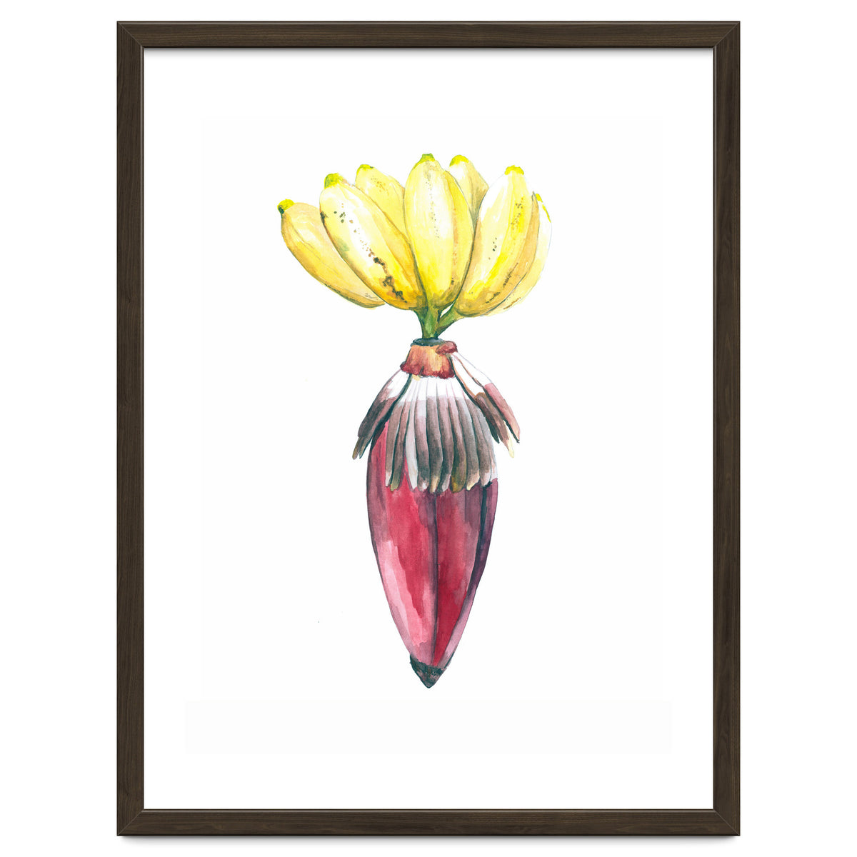 Botanical Illustration Banana