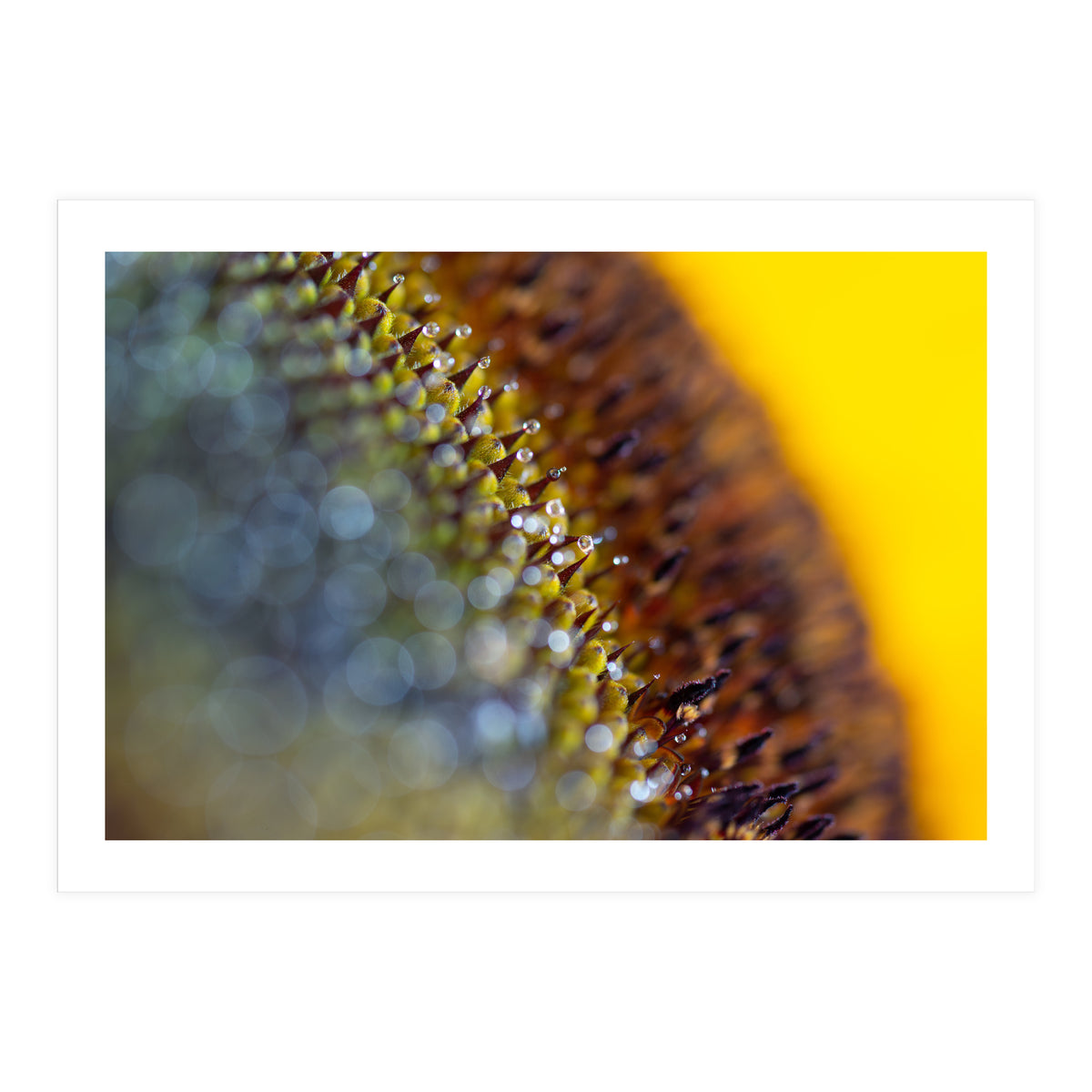 Bumblebee (Print Only)