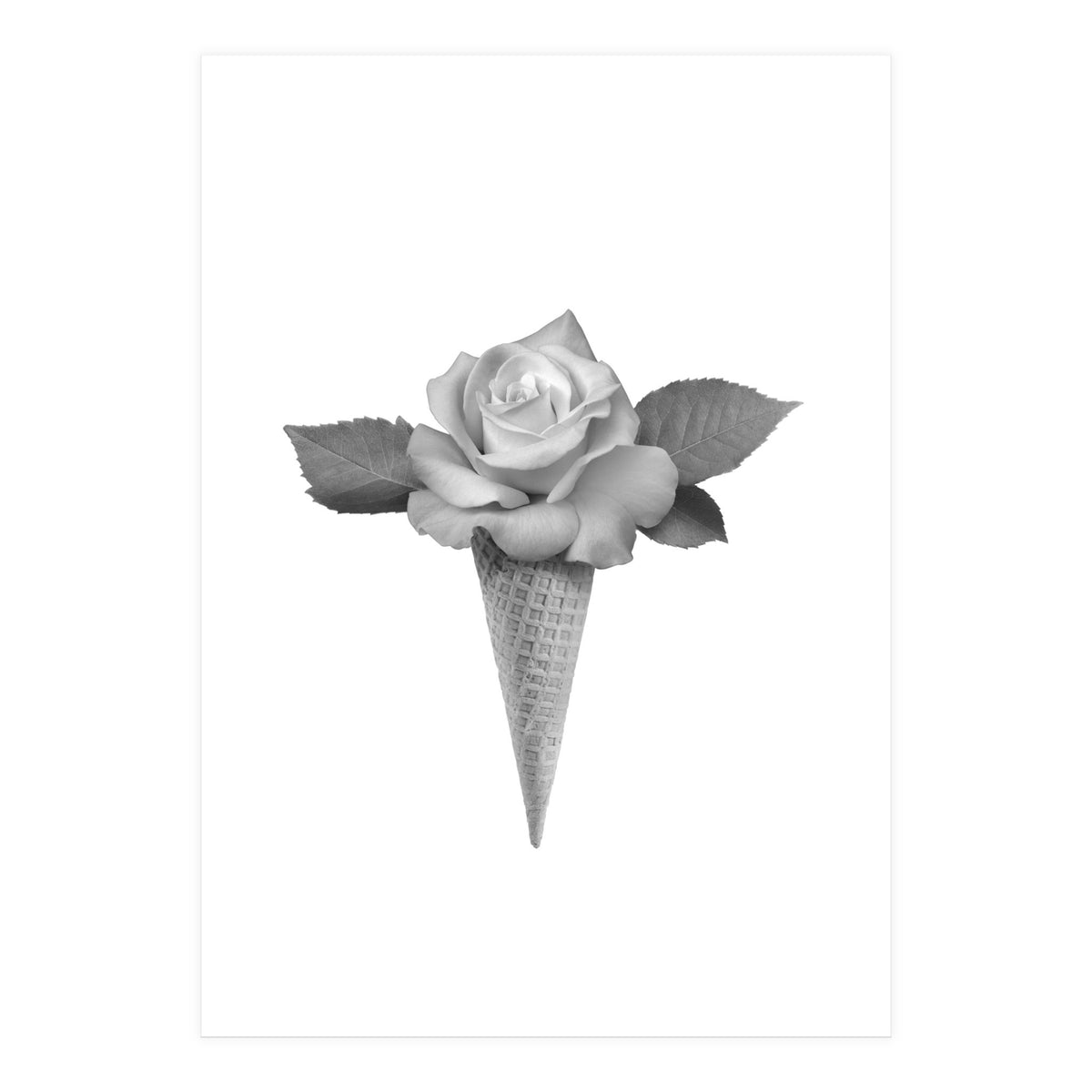 Rosecream (Print Only)