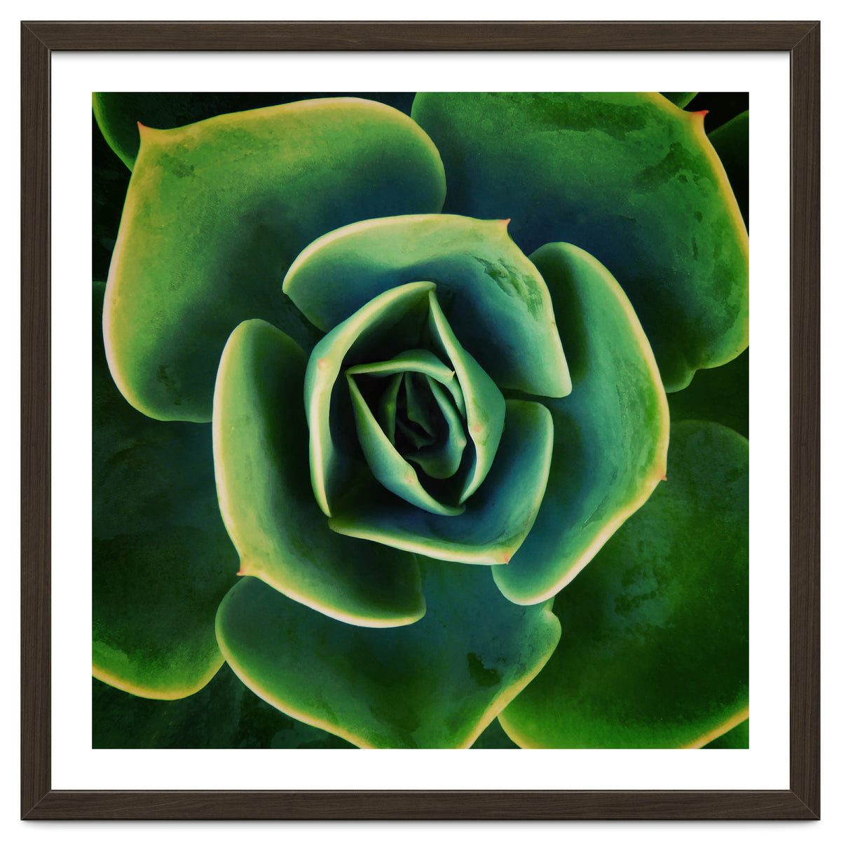 DARKSIDE OF SUCCULENTS XIII