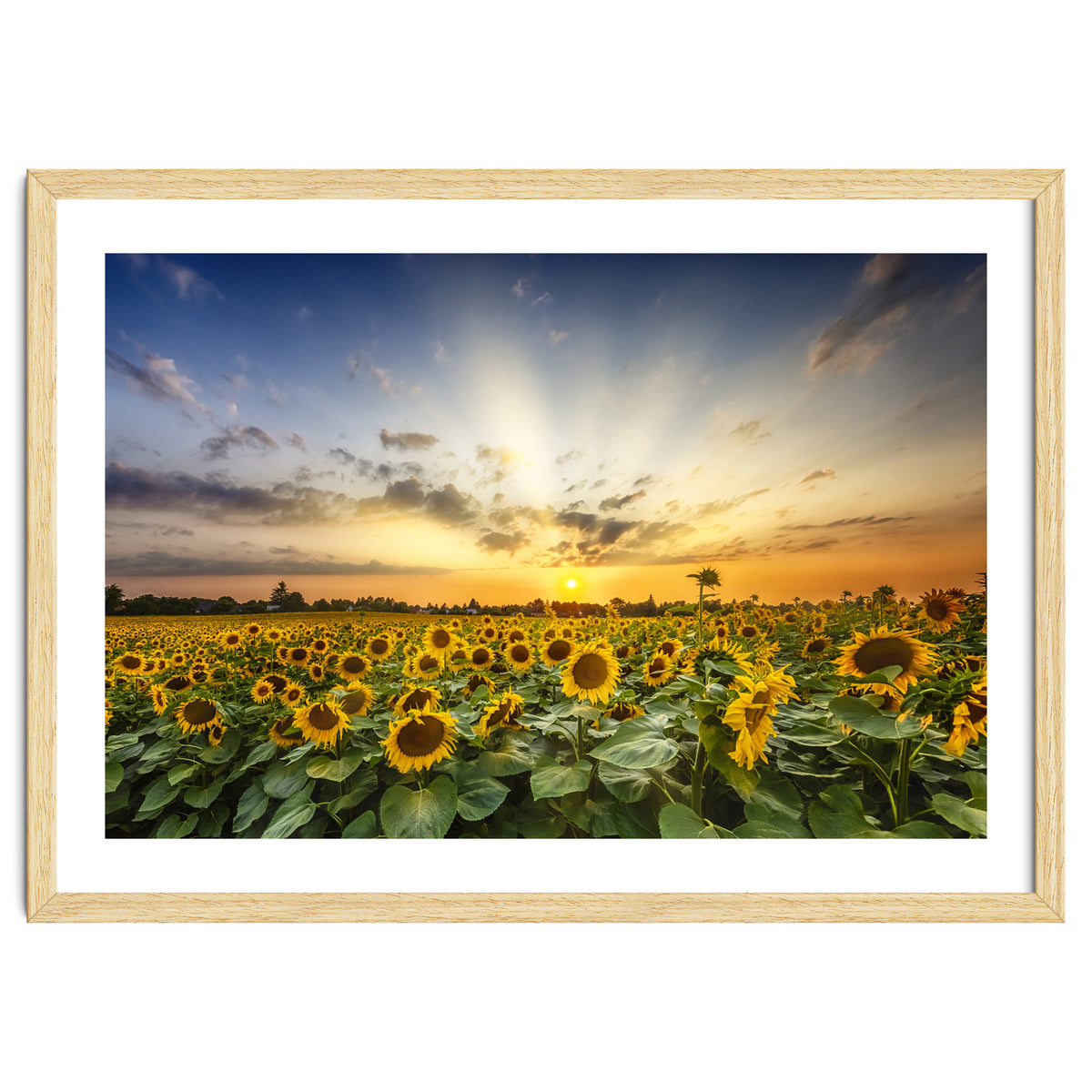 Sunflower field in the evening