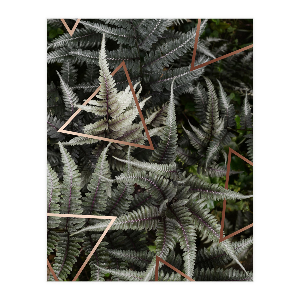 Fern Art (Print Only)