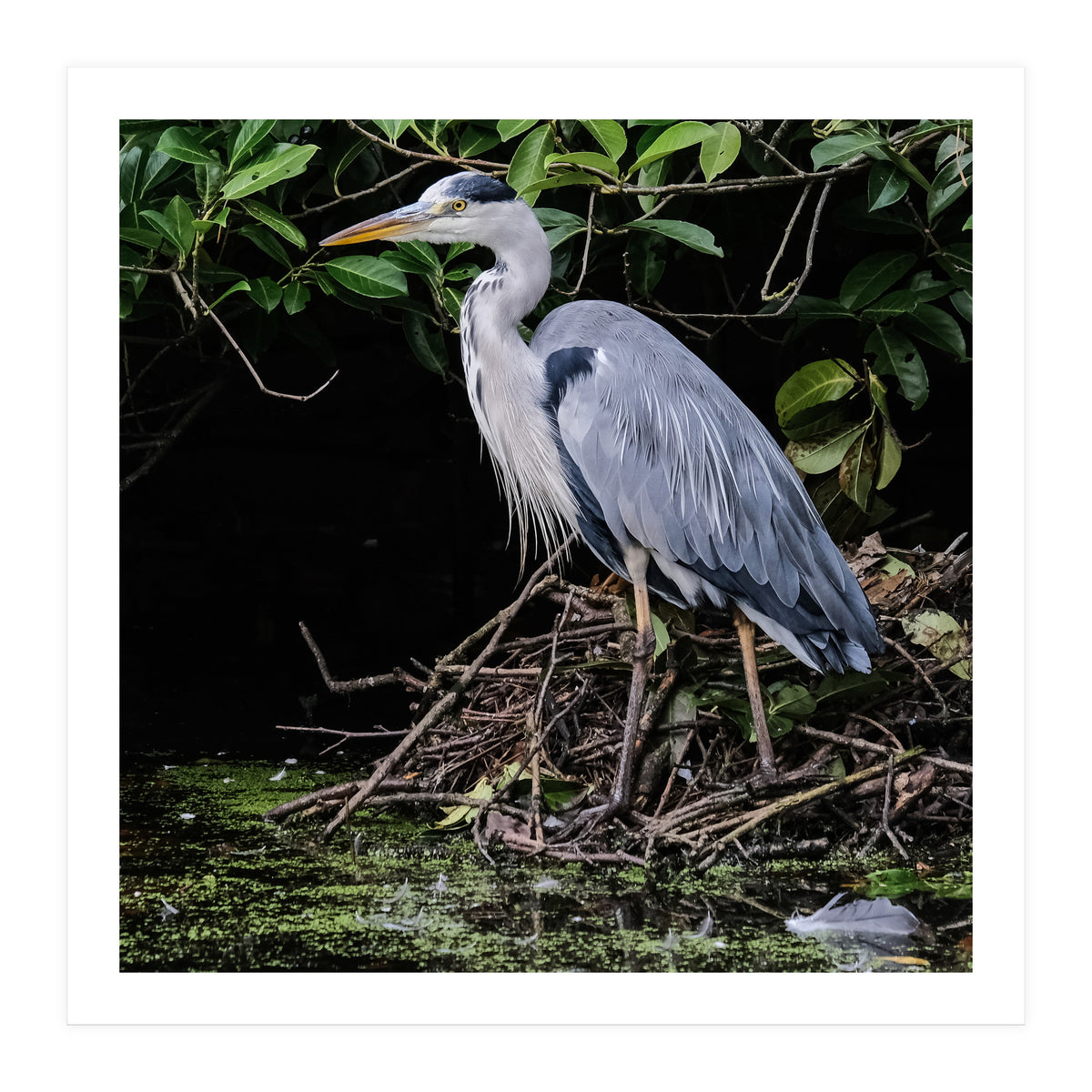 Heron (Print Only)