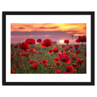 Poppies at Evening