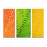 Autumn Leaves (Print Only) thumbnail