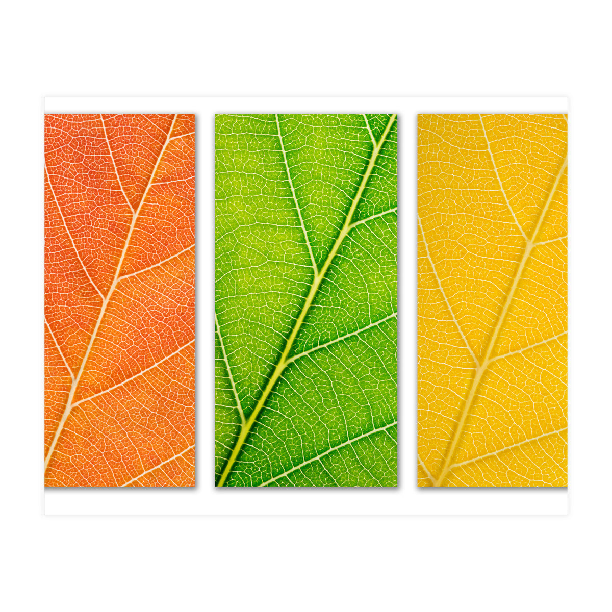 Autumn Leaves (Print Only)