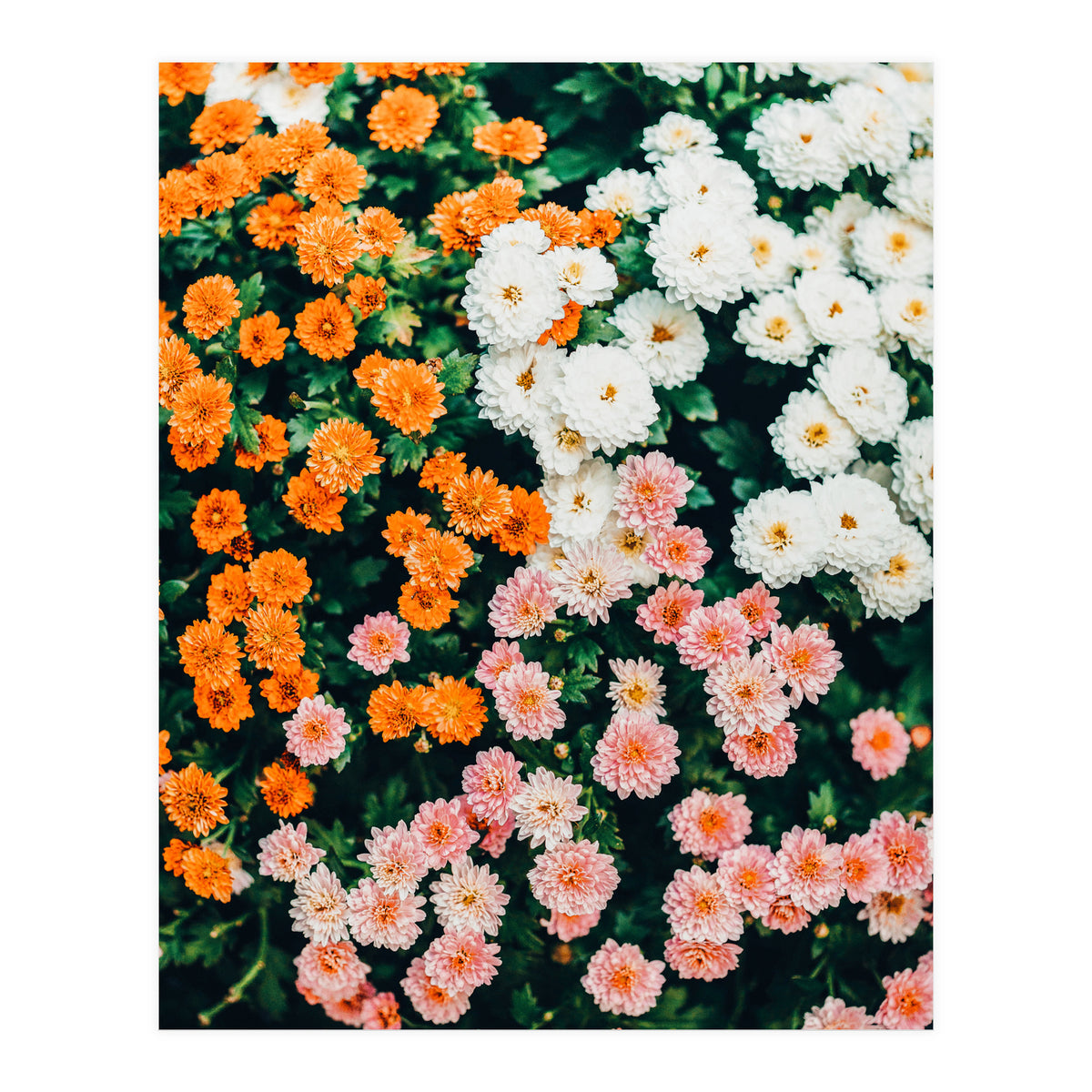 In My Garden (Print Only)