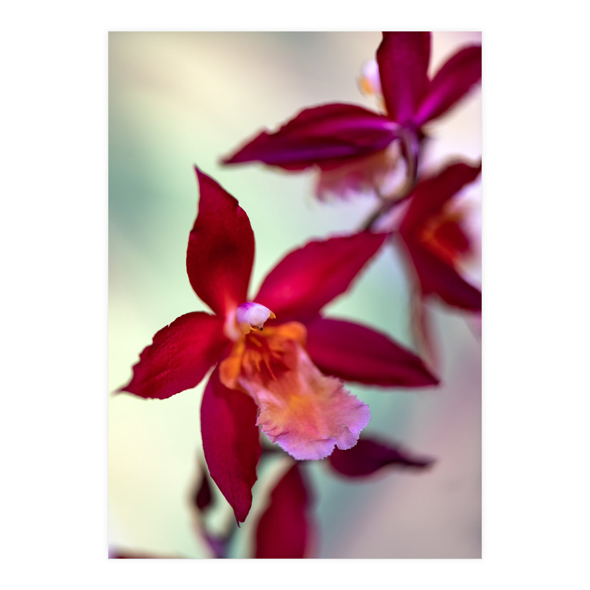 Orchidee Flower (Print Only)