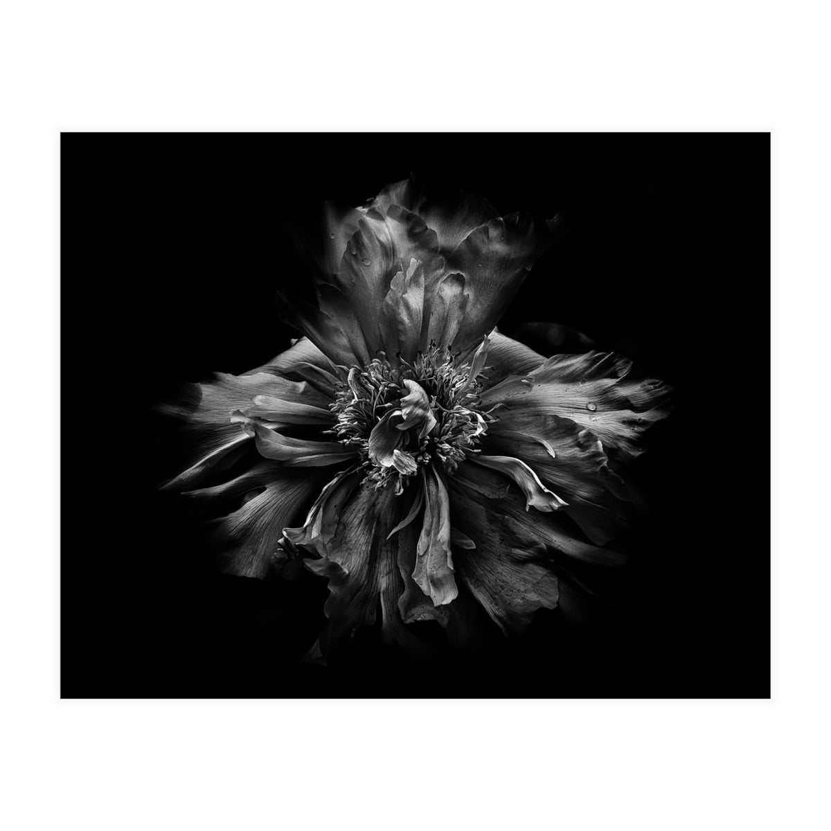 Backyard Flowers In Black And White No 49 (Print Only)