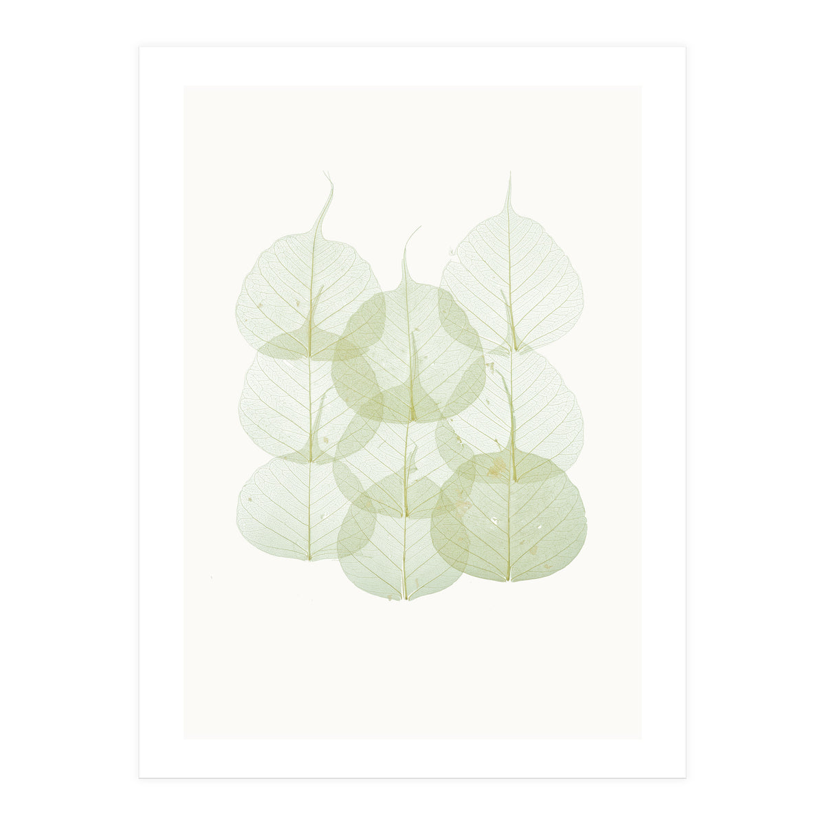 Cc Leaves 02 (Print Only)