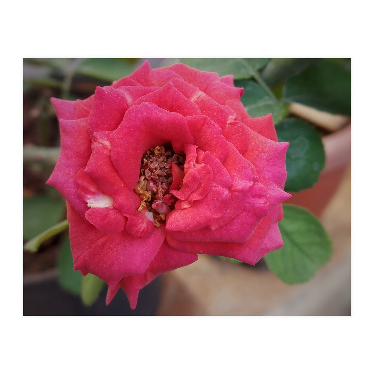 Blooming Red Rose (Print Only)