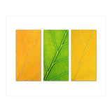 Autumn Leaves (Print Only) thumbnail