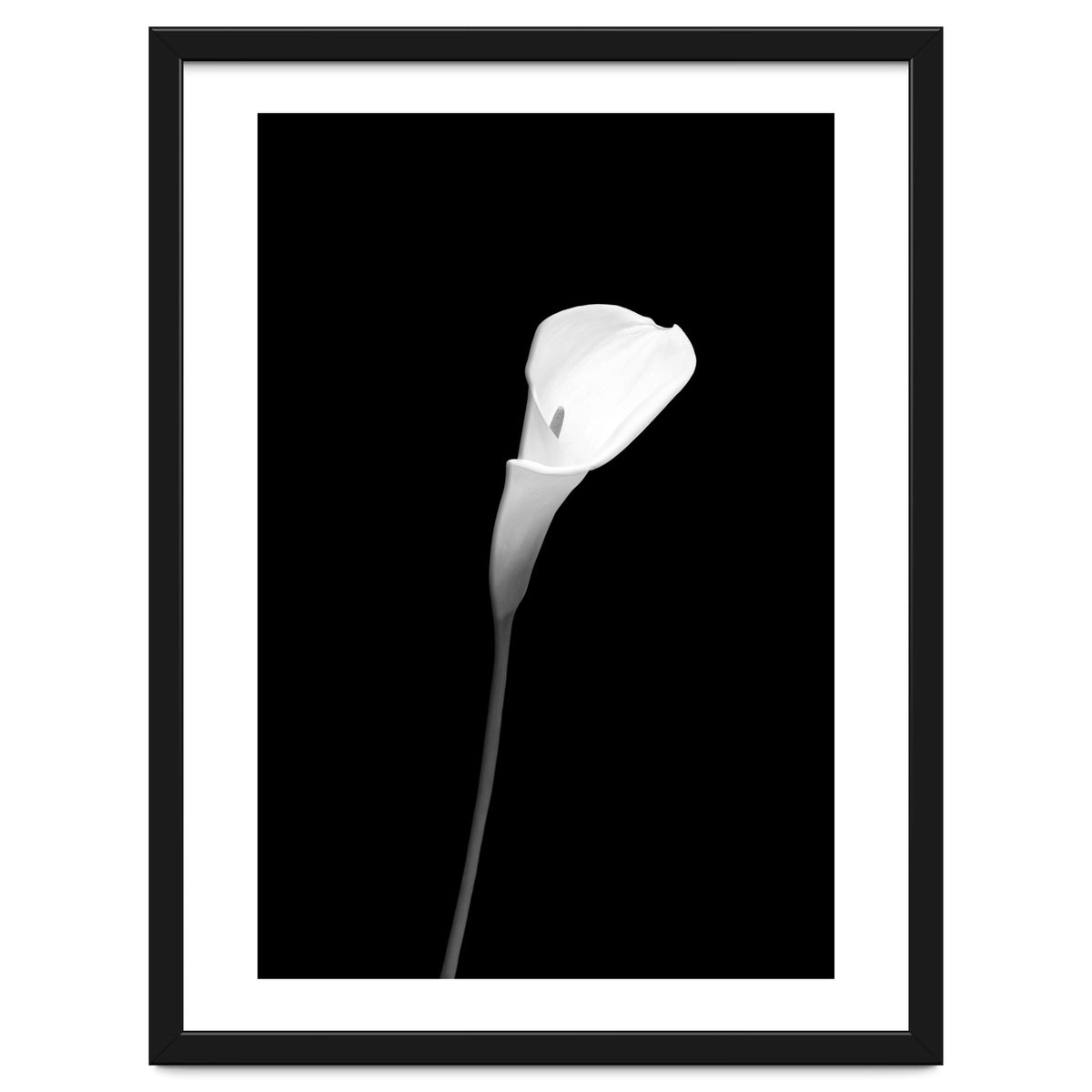 Calla | dark design