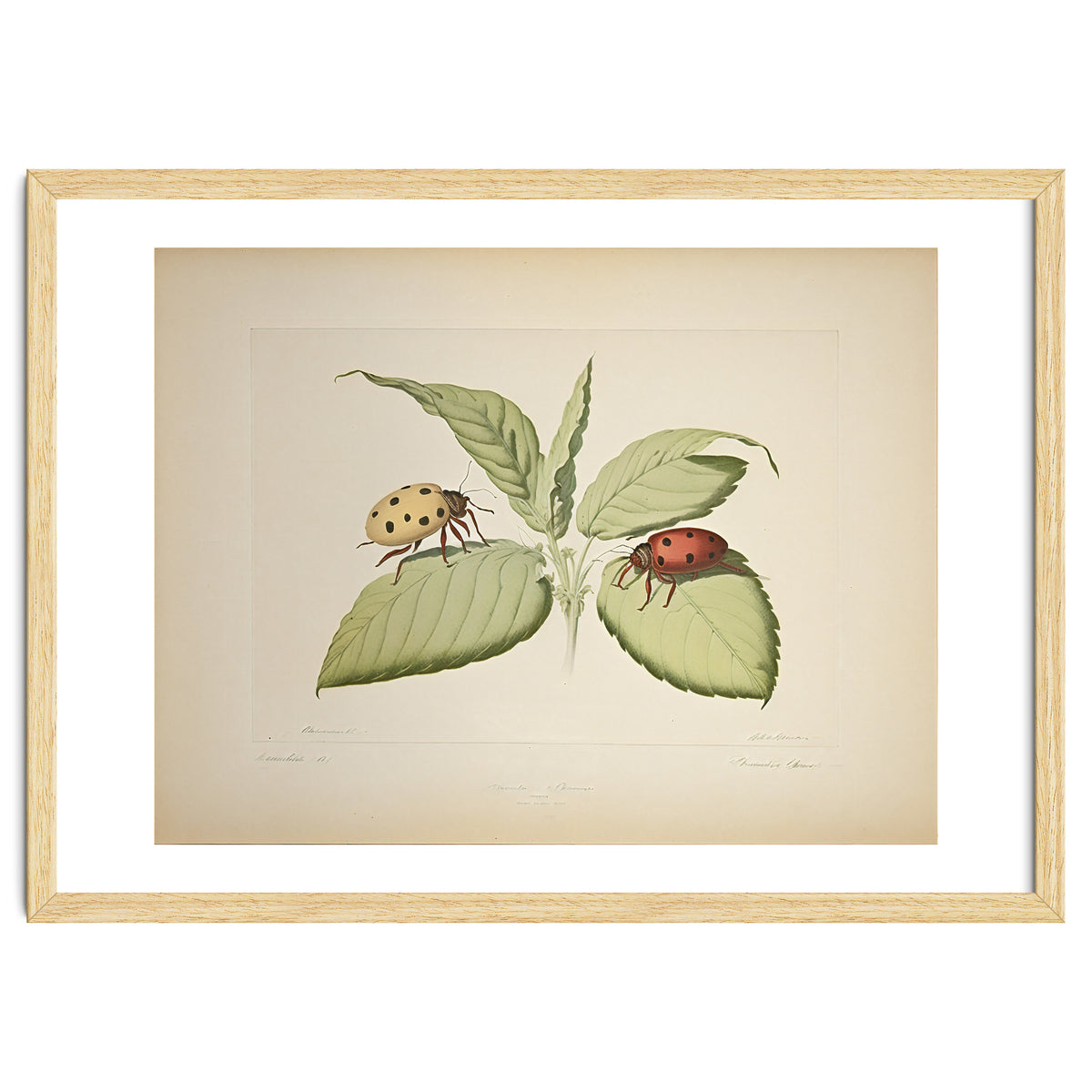 Vintage Ladybirds Illustration