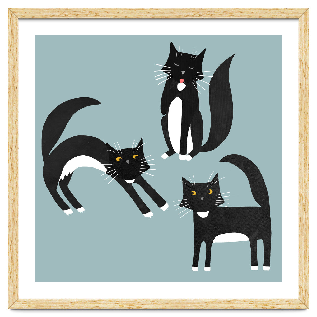 Black and White Tuxedo Cats