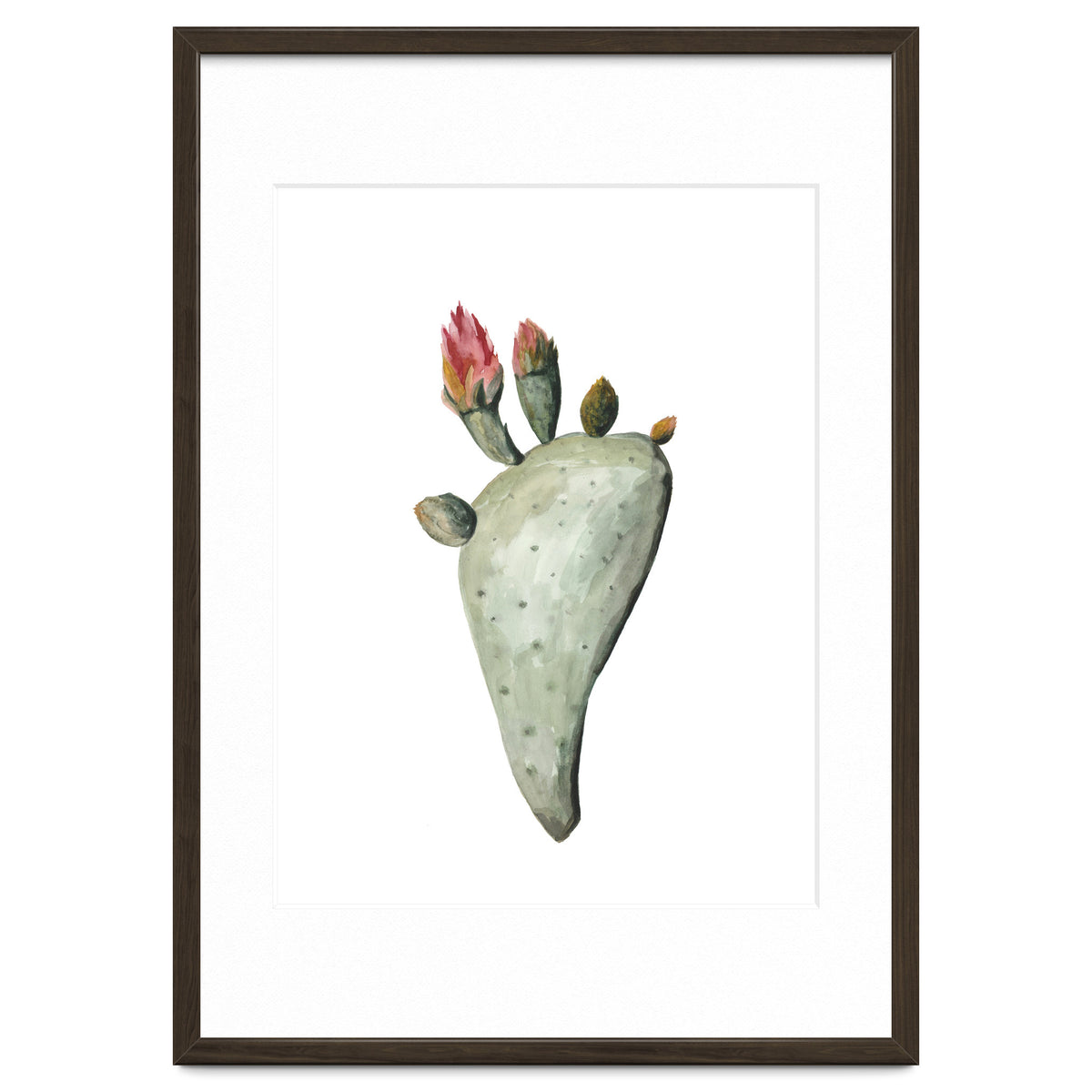 Botanical Illustration Cactus Flowers