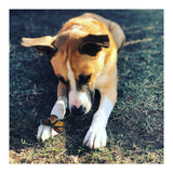 Cooper With Butterfly (Print Only) thumbnail