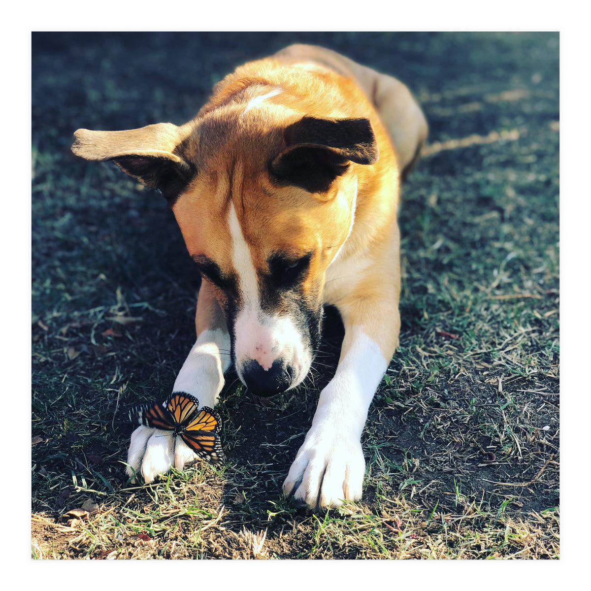 Cooper With Butterfly (Print Only)