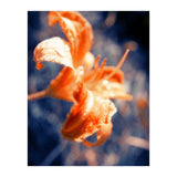 Lily Flower (Print Only) thumbnail