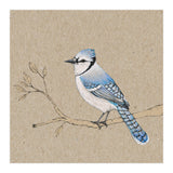 Blue jay (Print Only) thumbnail