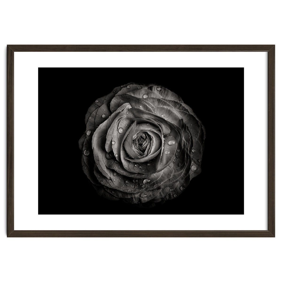 Backyard Flowers In Black And White 72