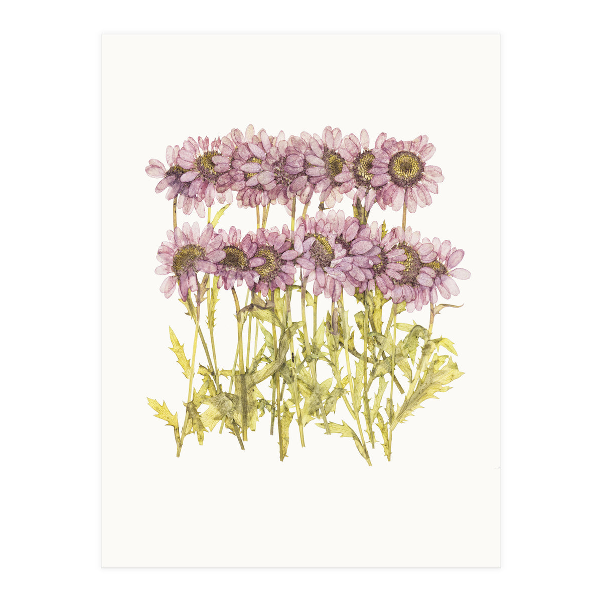 Cc Flower 02 (Print Only)