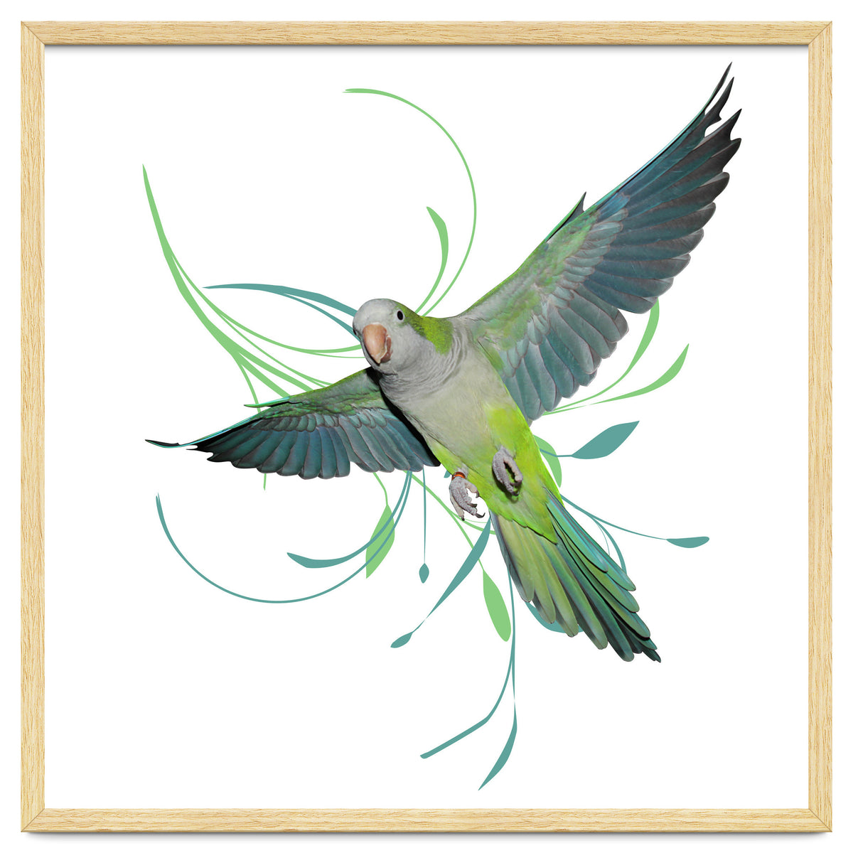 Flying quaker parrot