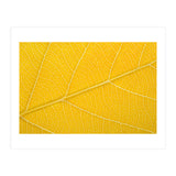 Autumn Leaf (Print Only) thumbnail