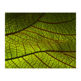 Leaf (Print Only) thumbnail