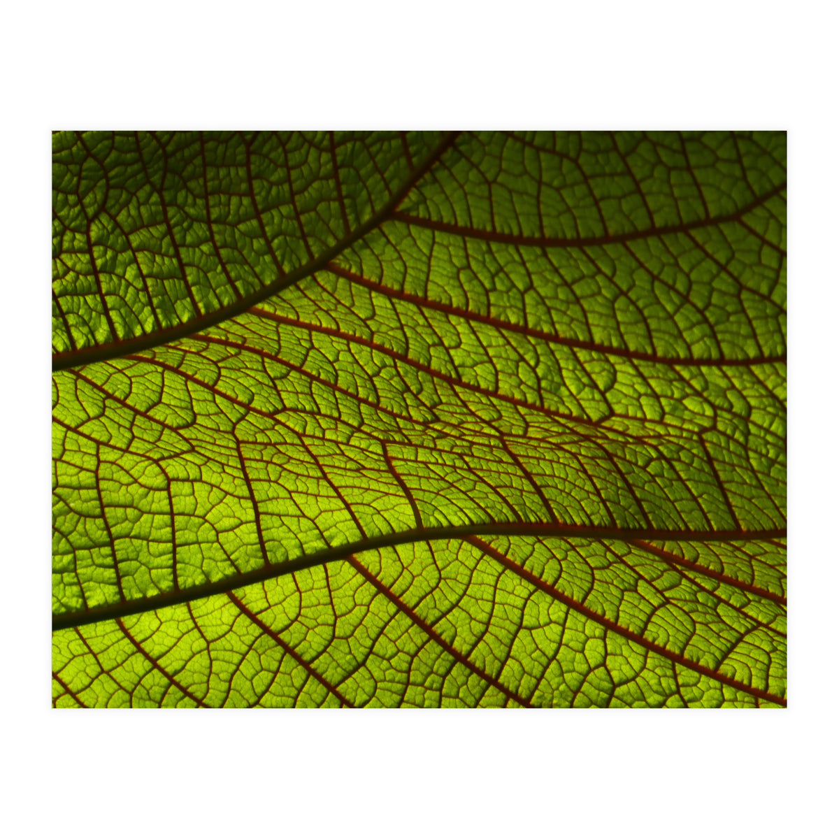 Leaf (Print Only)