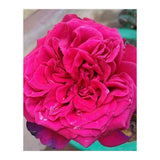 Beautiful Fragrant Rose (Print Only) thumbnail