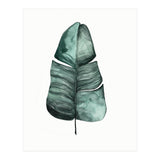 Botanical Illustration Banana Leaf (Print Only) thumbnail