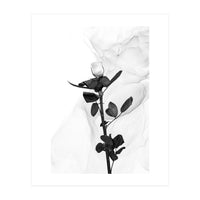White Rose | Liquid Art  (Print Only)
